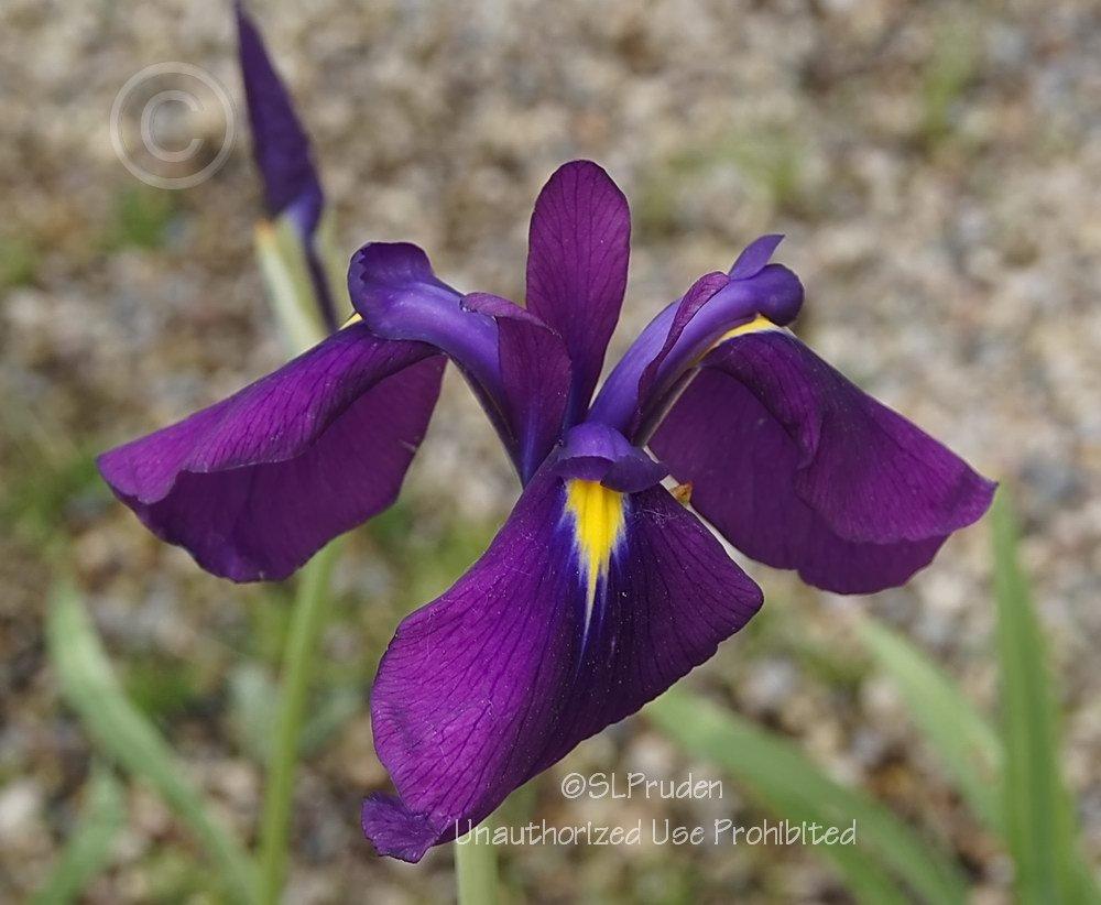 Photo of Japanese Iris (Iris ensata 'Silverband') uploaded by DaylilySLP
