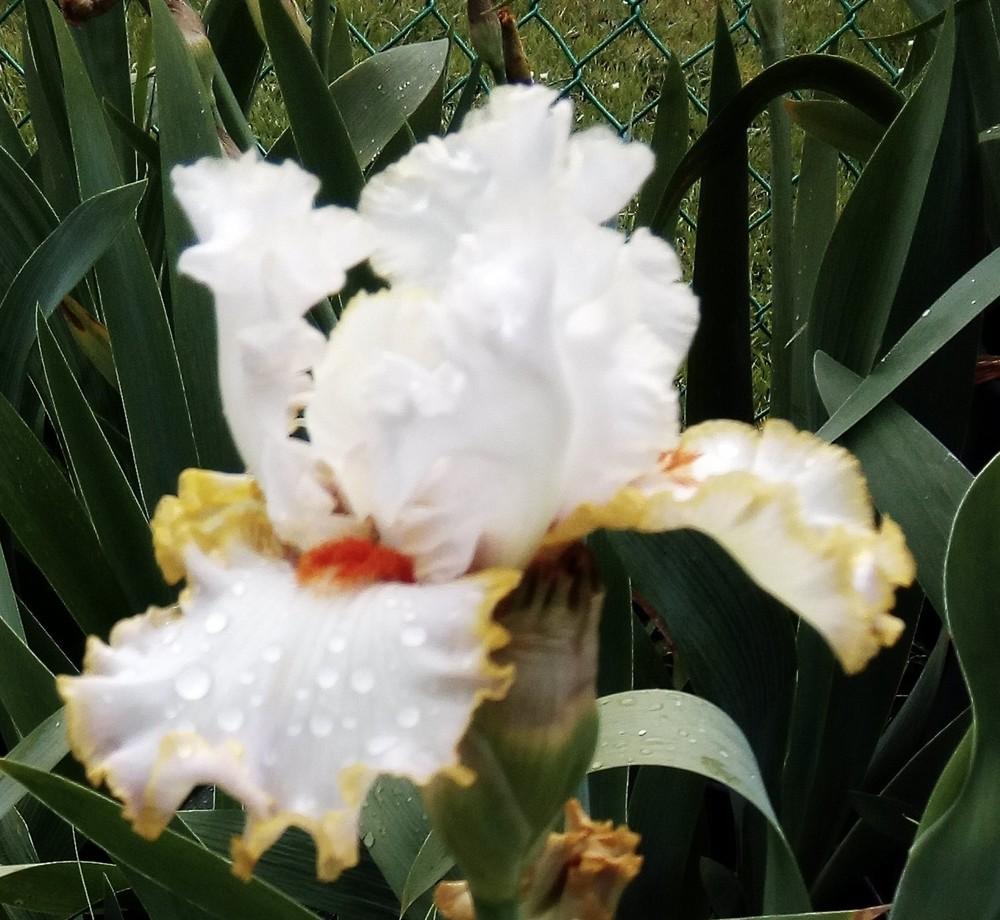 Photo of Tall Bearded Iris (Iris 'Linda's Child') uploaded by Gardendaze00