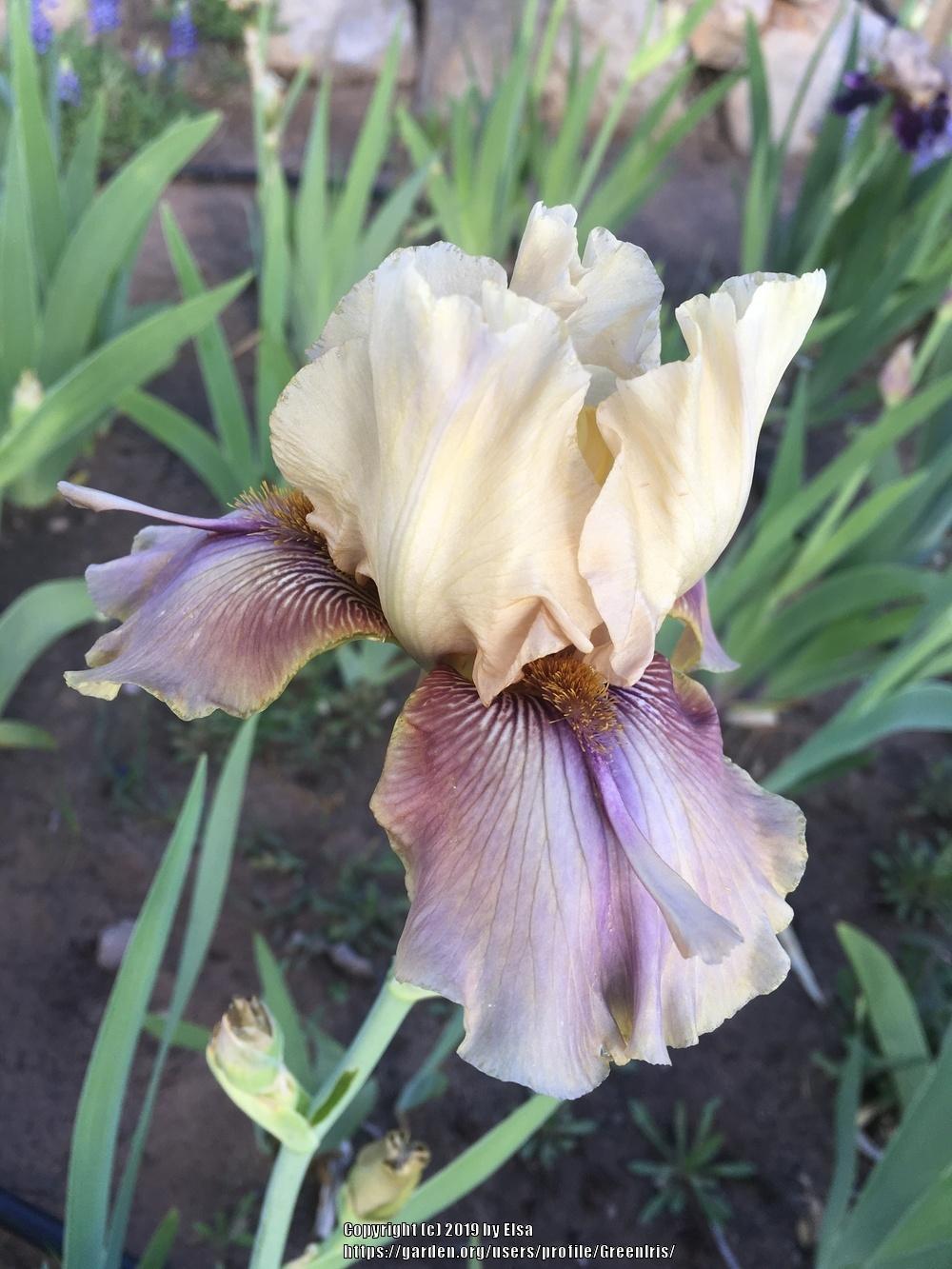 Photo of Tall Bearded Iris (Iris 'Thornbird') uploaded by GreenIris