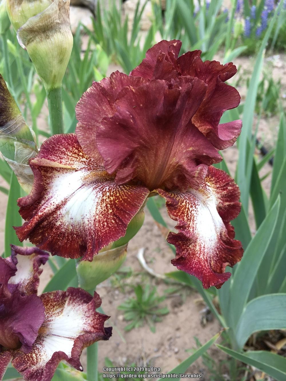 Photo of Tall Bearded Iris (Iris 'Spice Lord') uploaded by GreenIris