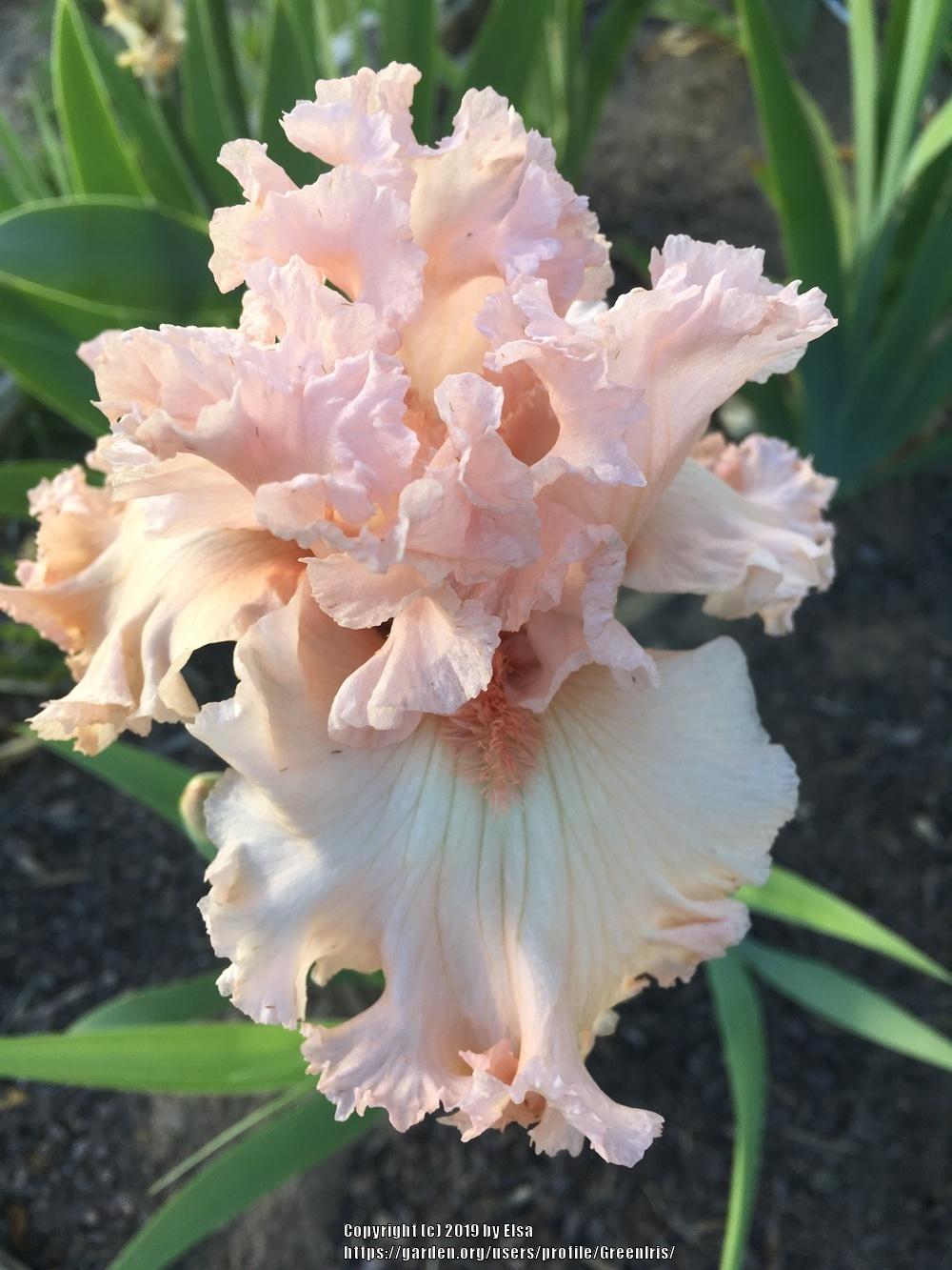Photo of Tall Bearded Iris (Iris 'Strawberry Shake') uploaded by GreenIris