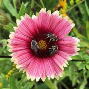 This Gaillardia flower provided a bed for male long-horned bees