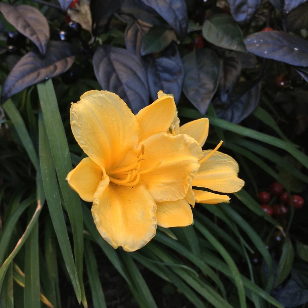 Photo of Daylily (Hemerocallis 'Stella de Oro') uploaded by csandt