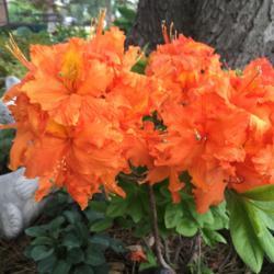 Location: In my garden in Oklahoma City
Date: 2019-04-29
Rhododendron 'Gibraltar' [Exbury Hybrid] Spring, 2018 009
