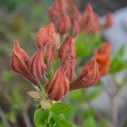 Location: In a neighbor's garden in Oklahoma City
Date: Spring, 2005
Rhododendron 'Gibraltar' [Exbury Hybrid] Spring, 2018 005