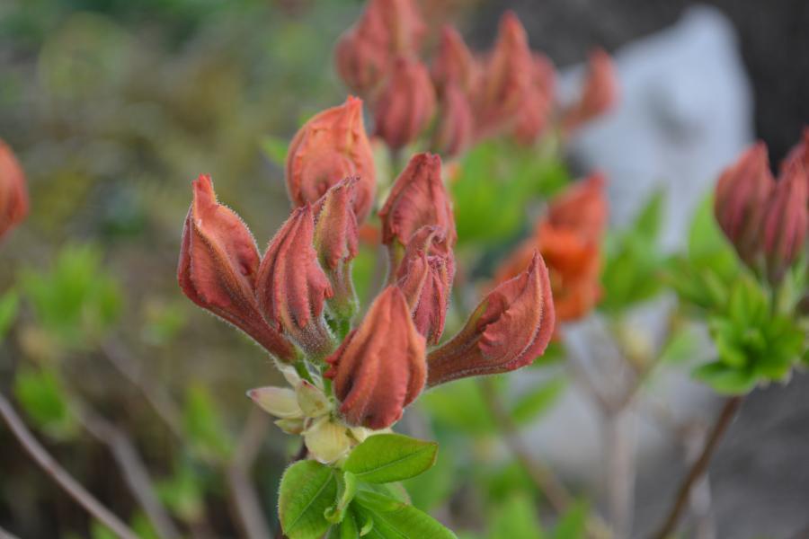 Photo of Azalea (Rhododendron 'Gibraltar') uploaded by jathton