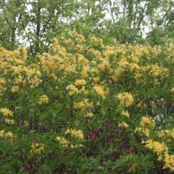 Location: The Missouri Botanical Garden in Saint Louis
Date: Spring, 2001
Deciduous Azalea (Rhododendron 'Narcissiflorum') 001