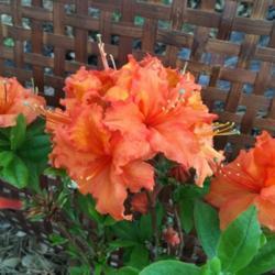 Location: In my garden in Oklahoma City
Date: Spring, 2005
Rhododendron 'Gibraltar' [Exbury Hybrid] Spring, 2018 007