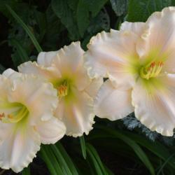 Location: In my garden in Oklahoma City
Date: 06-28-2019
Hemerocallis 'Heavenly Hash' in OkC 004