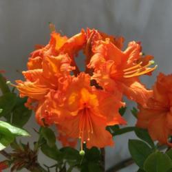 Location: In my garden in Oklahoma City
Date: Spring, 2005
Rhododendron 'Gibraltar' [Exbury Hybrid] Spring, 2018 006