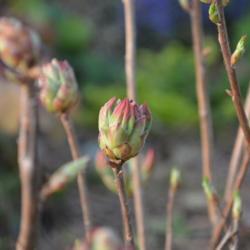 Location: In a neighbor's garden in Oklahoma City
Date: Spring, 2005
Rhododendron 'Gibraltar' [Exbury Hybrid] Spring, 2018 004
