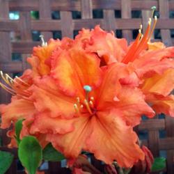 Location: In my garden in Oklahoma City
Date: 2018-05-01
Rhododendron 'Gibraltar' [Exbury Hybrid] Spring, 2018 008