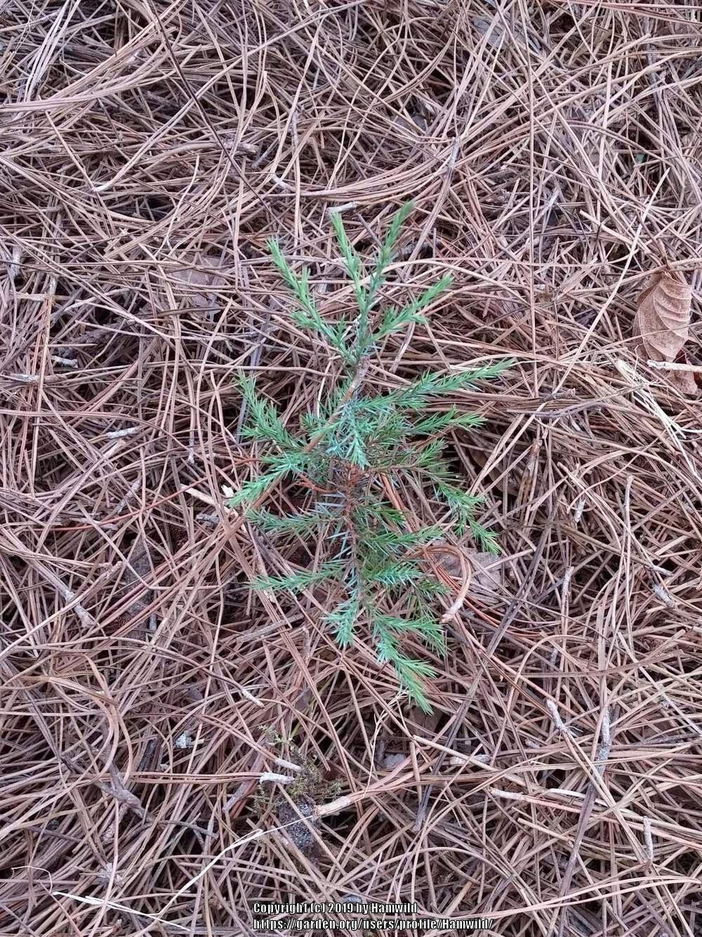 Photo of Eastern Red Cedar (Juniperus virginiana) uploaded by Hamwild