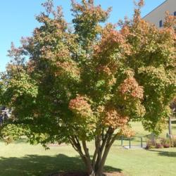 Location: At the Oklahoma City National Memorial
Date: 10-19-2019
Acer tataricum subsp. ginnala [Amur Maple] in OkC 001