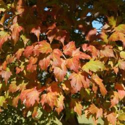 Location: At the Oklahoma City National Memorial
Date: 10-19-2019
Acer tataricum subsp. ginnala [Amur Maple] in OkC 003