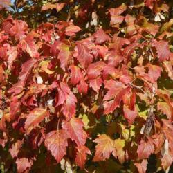 Location: At the Oklahoma City National Memorial
Date: 10-19-2019
Acer tataricum subsp. ginnala [Amur Maple] in OkC 004