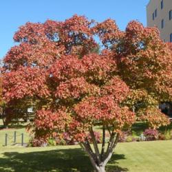 Location: At the Oklahoma City National Memorial
Date: 10-19-2019
Acer tataricum subsp. ginnala [Amur Maple] in OkC 002