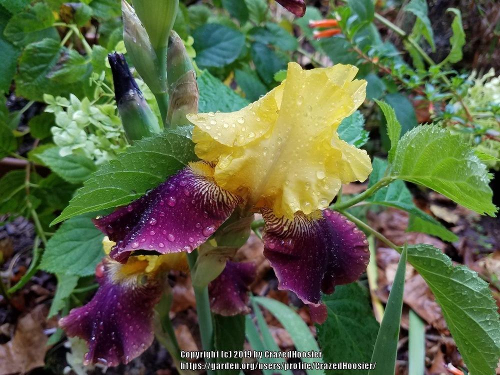 Photo of Tall Bearded Iris (Iris 'Blatant') uploaded by CrazedHoosier