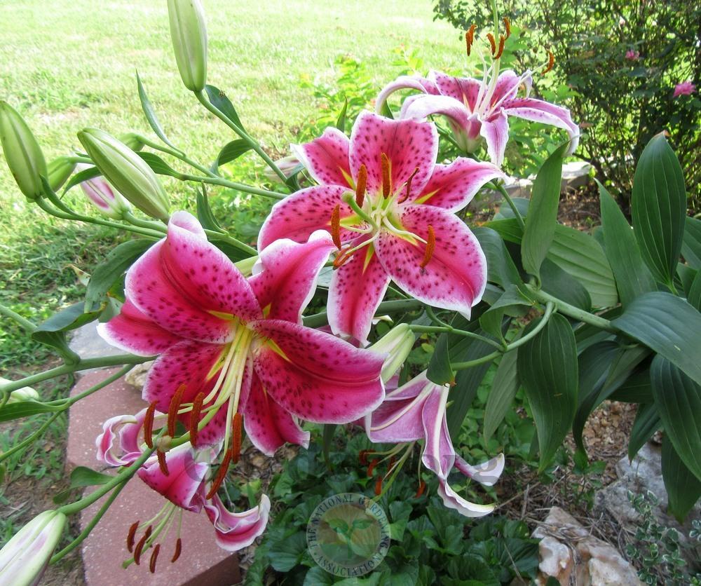 Photo of Oriental Lily (Lilium 'Star Gazer') uploaded by Frillylily