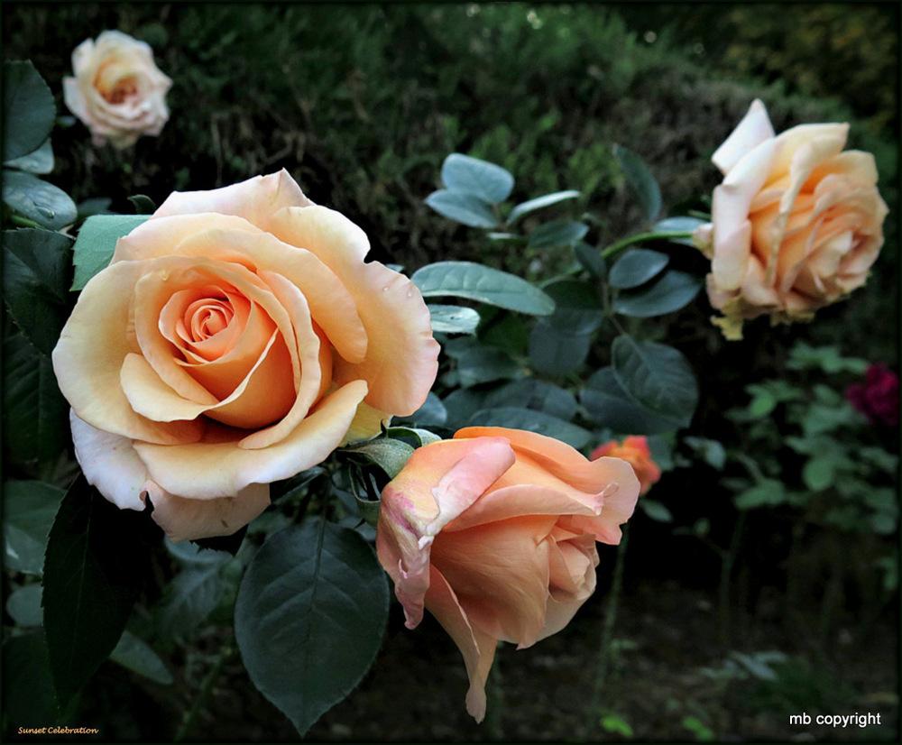 Photo of Rose (Rosa 'Sunset Celebration') uploaded by MargieNY