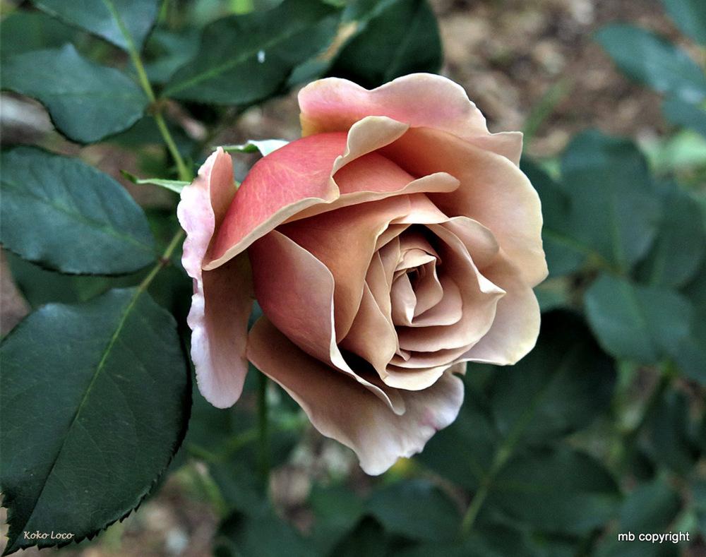 Photo of Rose (Rosa 'Koko Loko') uploaded by MargieNY