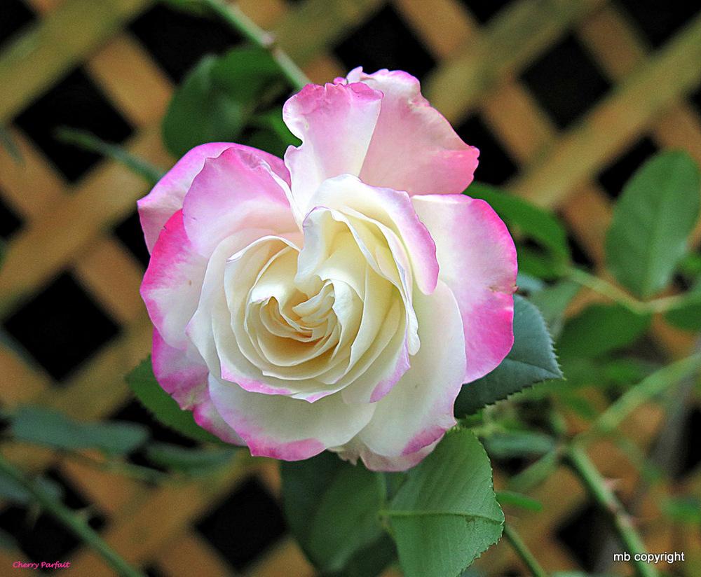 Photo of Rose (Rosa 'Cherry Parfait') uploaded by MargieNY