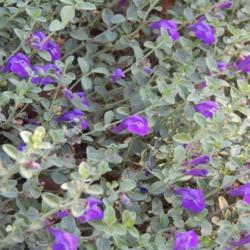 Location: In the Myriad Botanical Garden in OkC
Date: 10-19-2019
Scutellaria x 'Dark Violet' in Oklahoma City 001