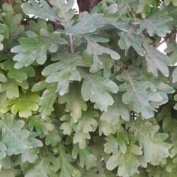 Location: At the Oklahoma City County Courthouse
Date: 10-19-2019
Quercus robur subsp. robur 'Fastigiata' [Columnar English Oak] in
