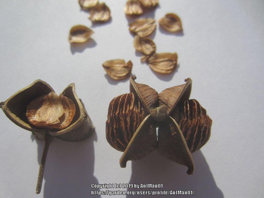 Photo of Japanese Wood Poppy (Glaucidium palmatum) uploaded by AntMan01