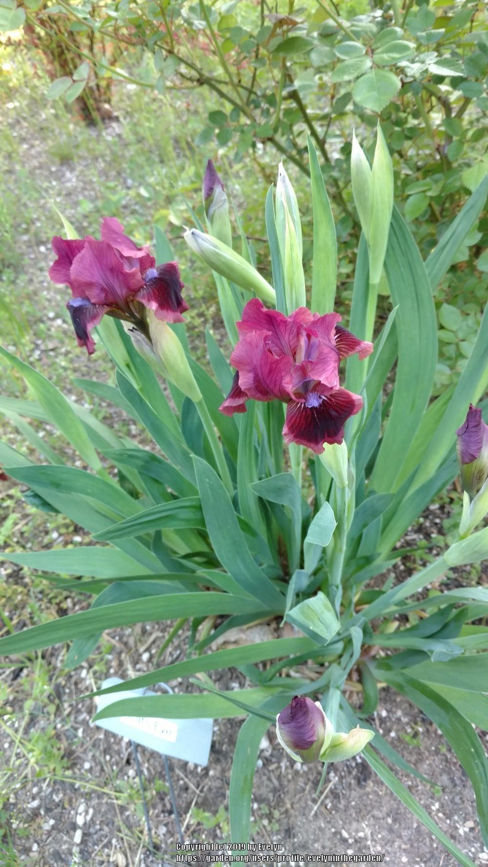 Photo of Standard Dwarf Bearded Iris (Iris 'Cat's Eye') uploaded by evelyninthegarden