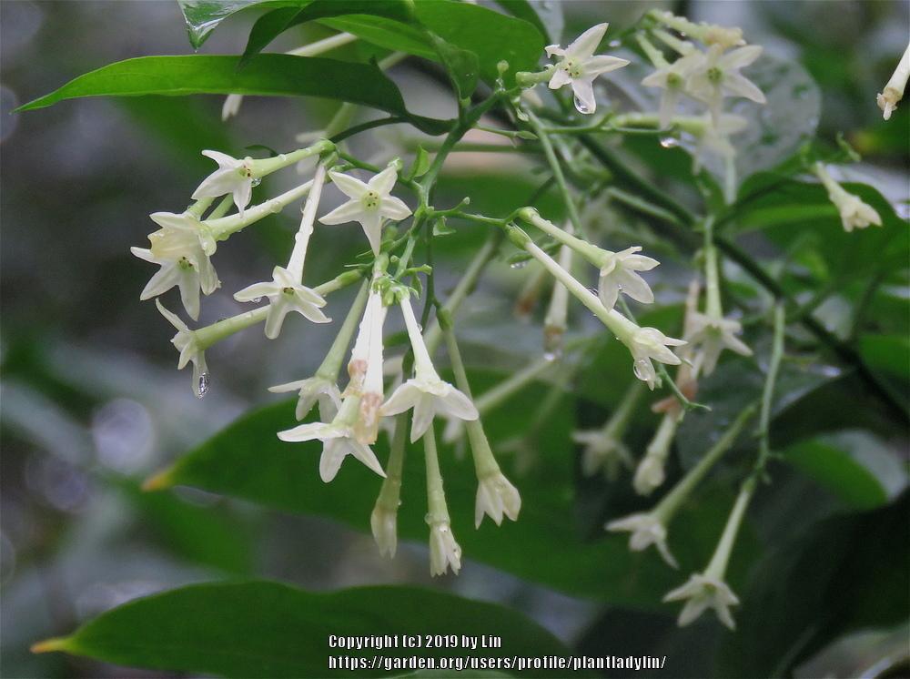 Photo of Night Blooming Jasmine (Cestrum nocturnum) uploaded by plantladylin