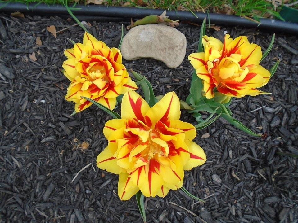 Photo of Double Early Tulip (Tulipa 'Monsella') uploaded by Kestrel36