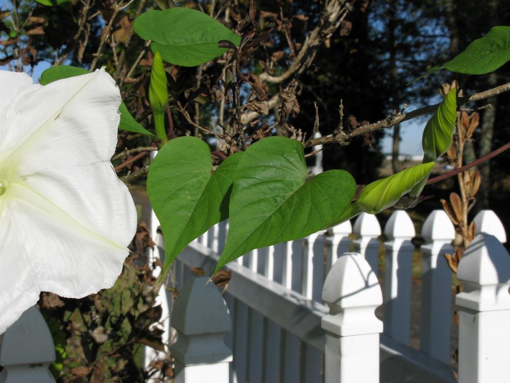 Photo of Moonflower (Ipomoea alba) uploaded by blue23rose