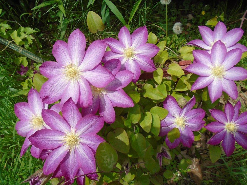 Photo of Clematis 'Asao' uploaded by Kestrel36