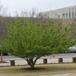 Location: At the Oklahoma City National Memorial 
Date: Spring, 2005
Amur Maple (Acer tataricum subsp. ginnala) 004