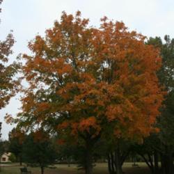 Location: In Will Rogers Park in Oklahoma City
Date: Spring, 2007
Sugar Maple (Acer saccharum 'Caddo') 001