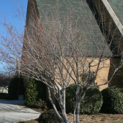 Location: At All Souls' Episcopal Church in Oklahoma City
Date: Fall, 2002
Amur Maple (Acer tataricum subsp. ginnala) 003