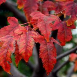 Location: At All Souls' Episcopal Church in Oklahoma City
Date: Fall, 2005
Amur Maple (Acer tataricum subsp. ginnala) 002