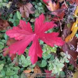 Location: Southern Maine
Date: 2019-10-22
Brilliant red leaves on this plant!