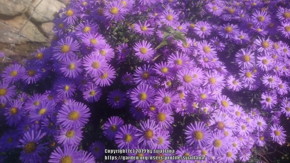 Photo of Asters (Aster) uploaded by sviatlana