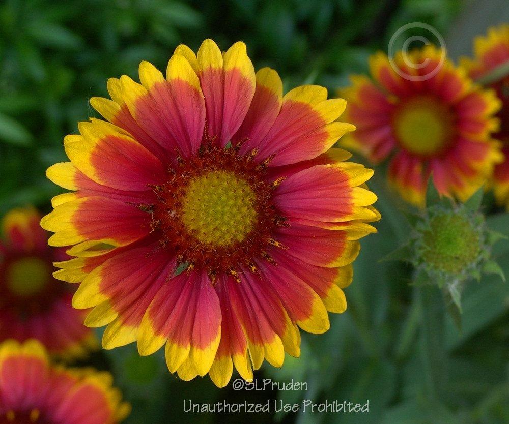 Photo of Blanket Flower (Gaillardia 'Arizona Sun') uploaded by DaylilySLP