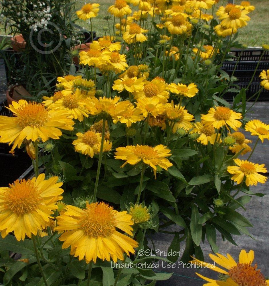Photo of Blanket Flower (Gaillardia Mesa™ Yellow) uploaded by DaylilySLP