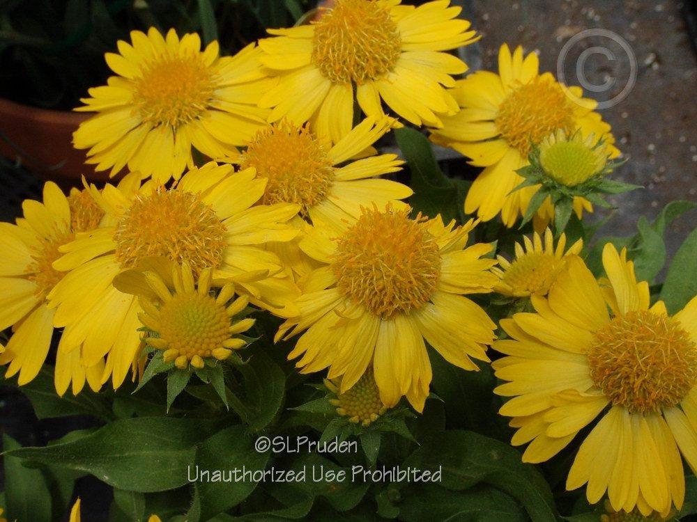 Photo of Blanket Flower (Gaillardia Mesa™ Yellow) uploaded by DaylilySLP