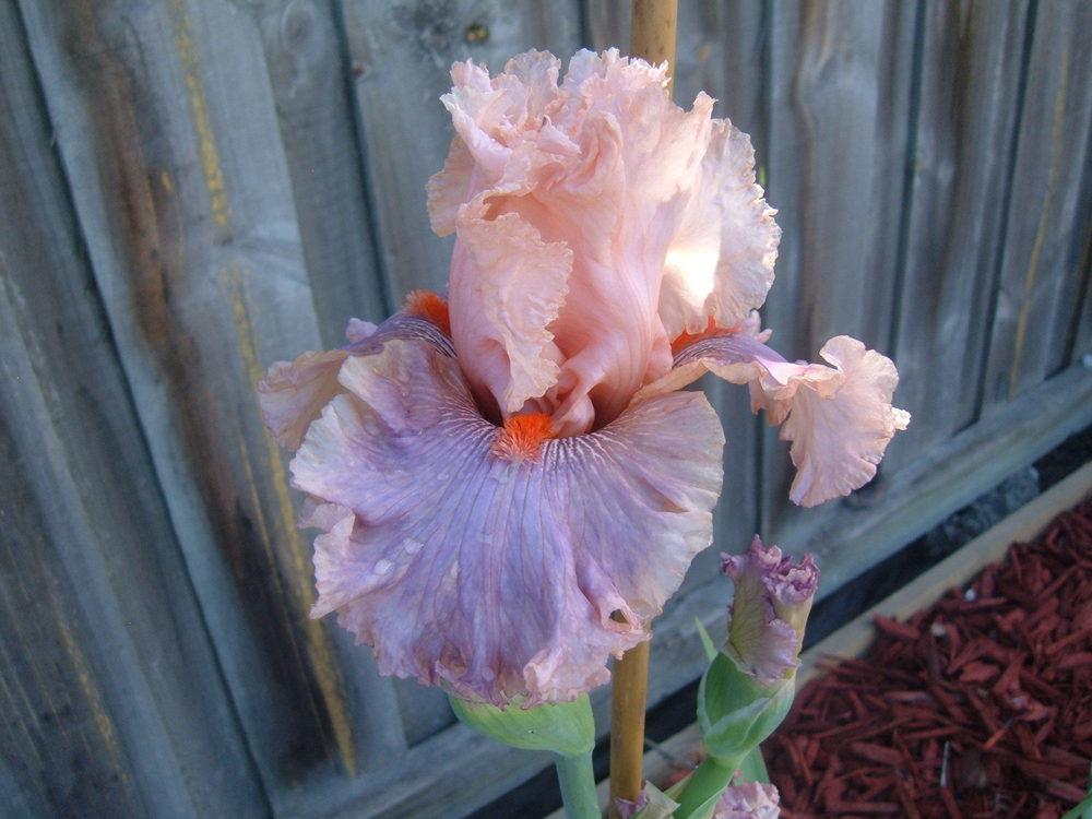 Photo of Tall Bearded Iris (Iris 'Sweet Kisses') uploaded by PaulaHocking