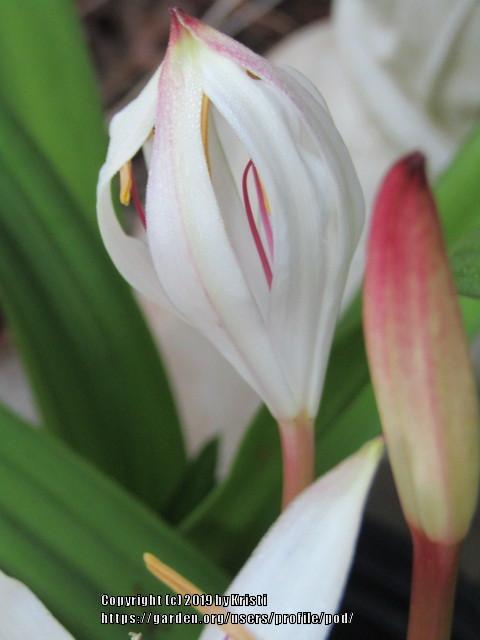 Photo of Crinum Lily (Crinum americanum) uploaded by pod