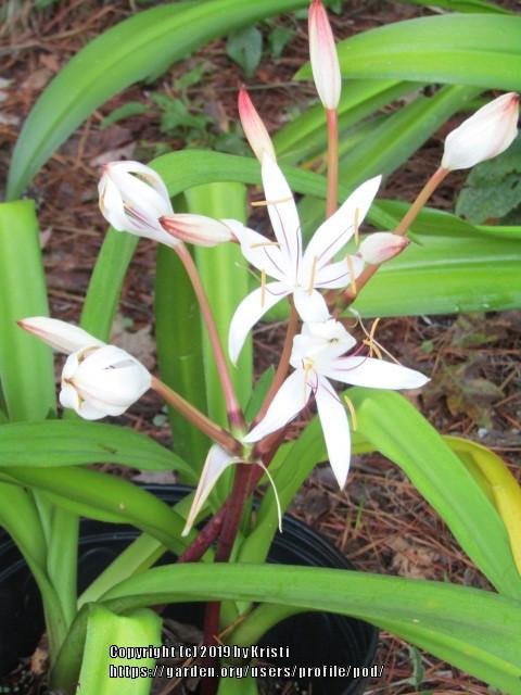 Photo of Crinum Lily (Crinum americanum) uploaded by pod