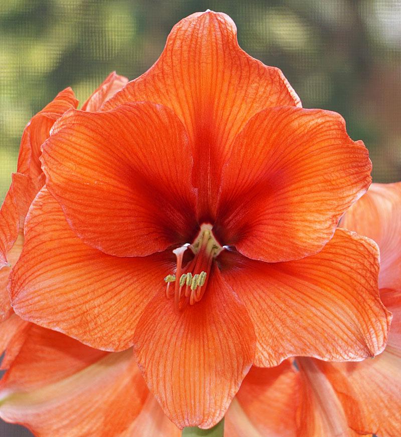 Photo of Amaryllis (Hippeastrum Gold Medal®) uploaded by bsharf