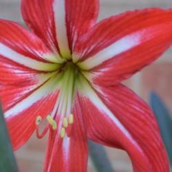 Location: In an Oklahoma City garden
Date: 05-08-2019
St. Joseph's Lily (Hippeastrum x johnsonii) 004