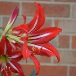 Location: In an Oklahoma City garden
Date: 05-08-2019
St. Joseph's Lily (Hippeastrum x johnsonii) 002
