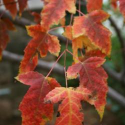 Location: In an Oklahoma City garden
Date: Fall, 2006
Freeman's Maple (Acer x freemanii Autumn Blaze) 004
